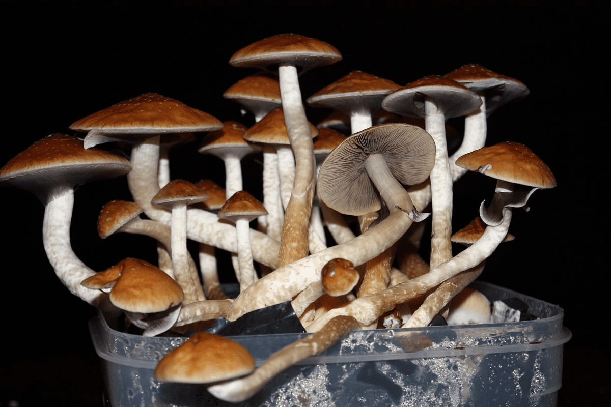 Legal Psychedelics: Understanding the Magic Mushroom Landscape