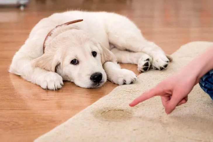 Puppy Principles: A Comprehensive Aggressive Dog Training Handbook